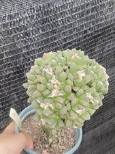 2 testine multiple Ariocarpus