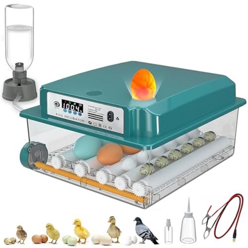 Incubadora huevos - incubadora,