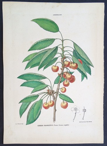 Stampa antica petraroja - stampa,