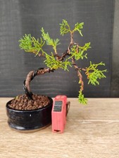 bonsai ginepro itoigawa 20 cm