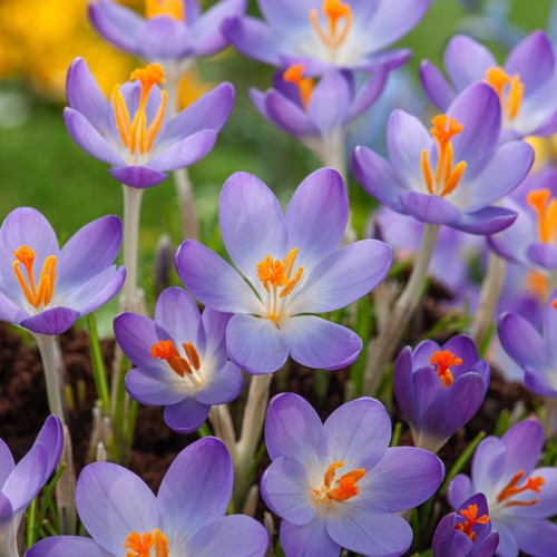 Bulbi fiori cipolle - bulbi,