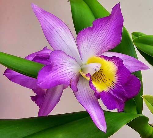 Fiore melo cattleya - melo,