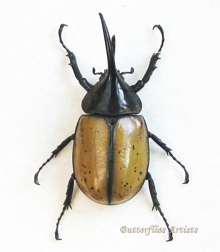 Dynastes hyllus moroni xxl - dynastes,