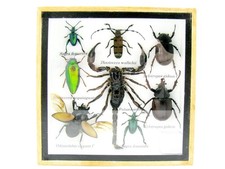 Pezzo unico - veri insetti e