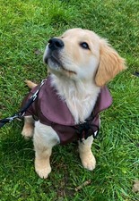 Cappottino per cane in pregiato tessuto 100% impermeabile e traspirante