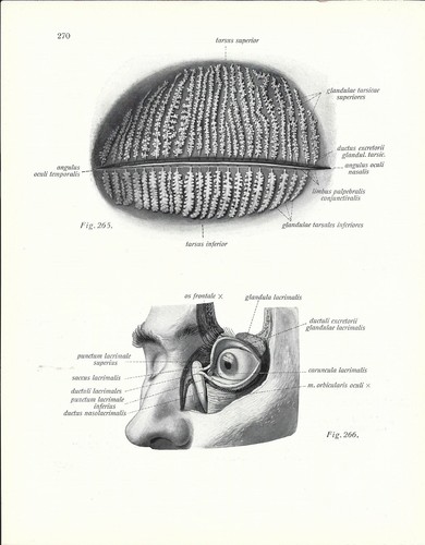 Stampa antica oculistica - stampa,