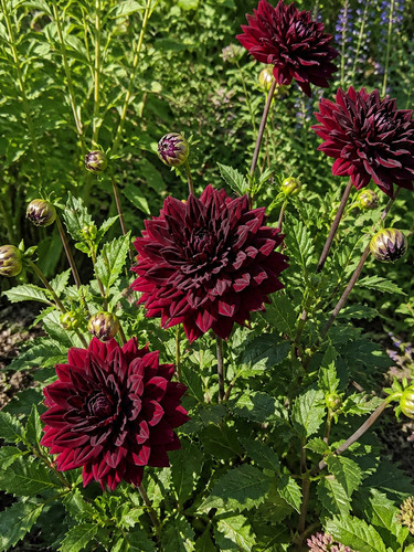 234mi dahlia sam hopkins - ds,