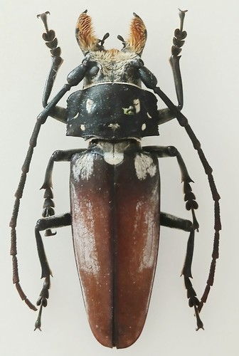 Callipogon barbatus longhorn - callipogon,