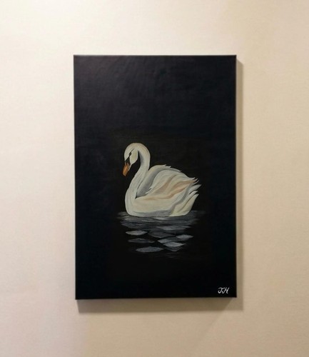 Cigno acqua nera - cigno,