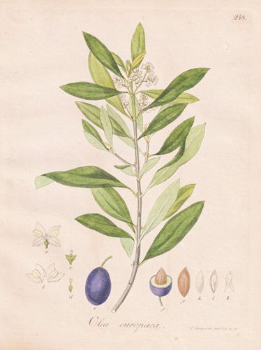 Olea europaea olivo albero - olea,