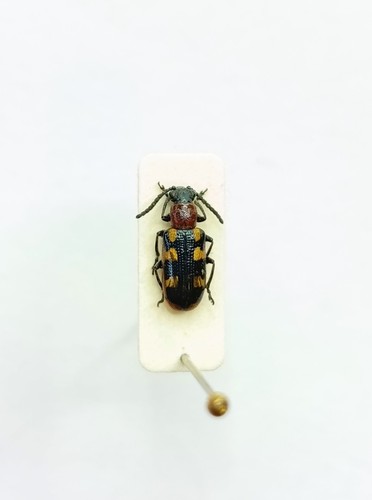 Entomology taxidermy - entomology,