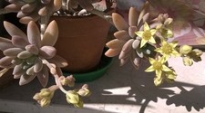  GRAPTOSEDUM 'DARLEY SUNSHINE'