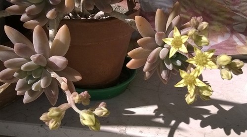 Graptosedum darley sunshine - 'darley, sunshine'