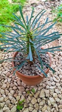 Euphorbia multiflora - euphorbia,