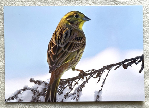Postkarte goldammer ammer - goldammer,