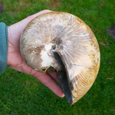 Nautilus Cymatoceras Nautilide