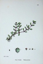 Vecchia stampa antica originale acqua purslane piante botaniche C1902 Peplis Portula