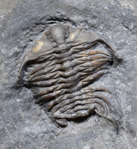 Ceraurus pleurexanthemus