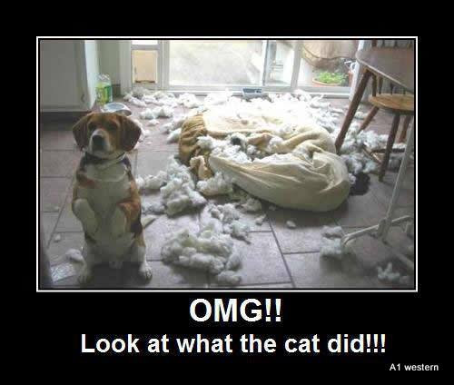 Funny beagle magnete - funny,