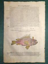 MATTIOLI MATTHIOLI Erbario a figure grandi originale del 1604 PESCE SCORPIONE