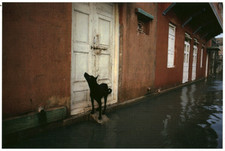 Carte postale Porbandar India 1983 Mc Curry 2001 Phaidon Press Limited