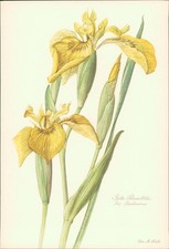 Giglio Spada Giallo - Iris