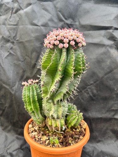 Euphorbia horrida cactus - euphorbia,