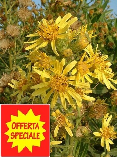 200 2000 semi inula viscosa - semi,