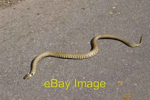 Photo 6x4 snake - snake, the