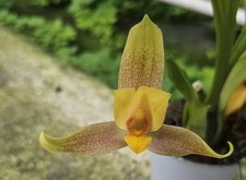 profumo orchidea lycaste