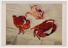 Cagnaccio di San Pietro -