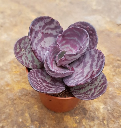 Kalanchoe humilis - humilis,, talea)