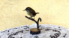 TROFEO CACCIA UCCELLO  IMBALSAMATO TASSIDERMIA TAXIDERMY SCRICCIOLO Troglodytes