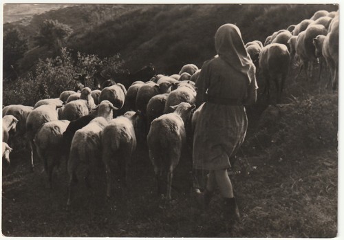 Pascolo gregge pecore - pascolo,