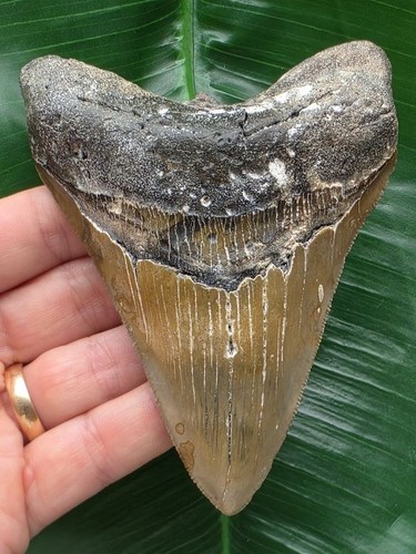 Dente megalodonte 4 cm - megalodonte, 11,4