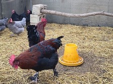 uova feconde fertili Marans