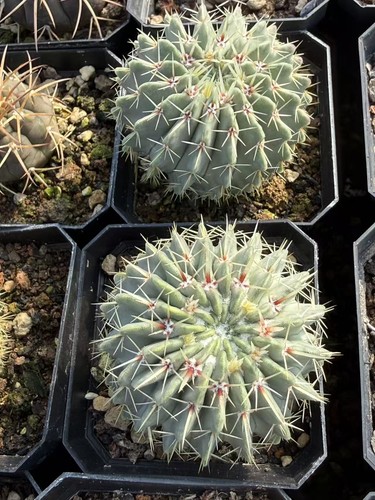 Pianta rara notocactus - pianta,