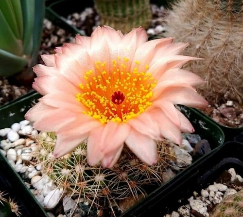 Notocactus tabularis parodia - |,