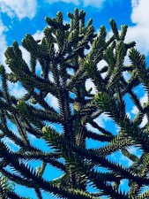Araucaria araucana - Araucaria cilena | Abete andino