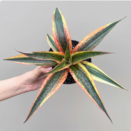 Cactus pianta succulenta - cactus,