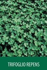 SEMI SEMENTI DI PRATO TRIFOGLIO NANO REPENS 5 KG