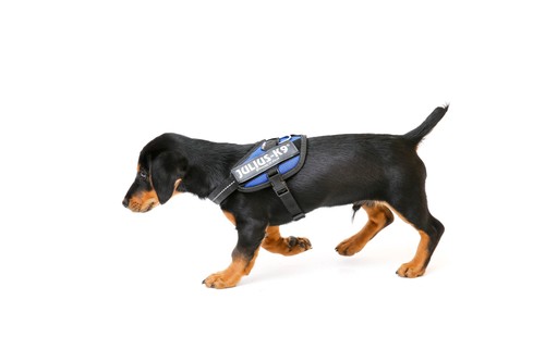 Idc powerharness taglia - idc, powerharness,