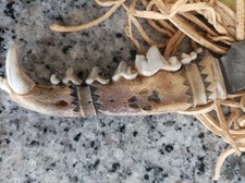 Coltello Arte Popolare Amerindiana Rustico Fatto A Mano Vero Osso Coyote