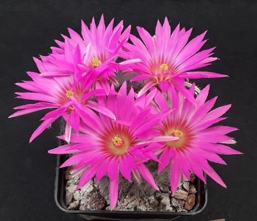 Mammillaria guelzowiana adult