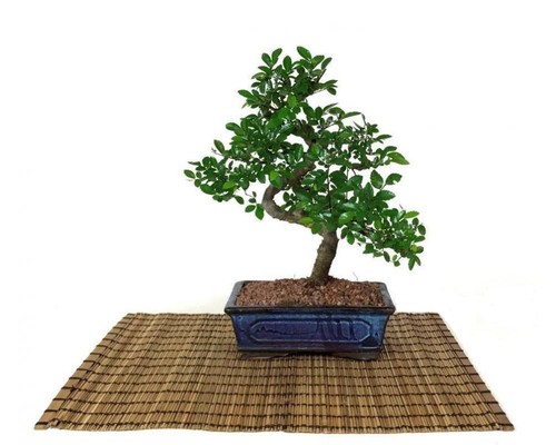 Bonsai olmo cinese vaso cm - olmo,
