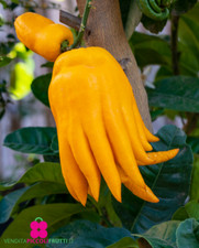 CEDRO MANO DI BUDDHA Citrus