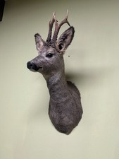 Roe deer Shoulder Mount