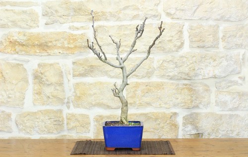 Bonsai glicine giapponese - di,
