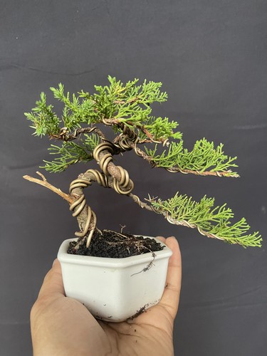 Albero bonsai juniperus - albero,