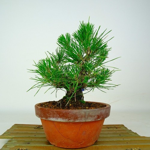 Pinus thunbergii vaso bonsai - vaso,